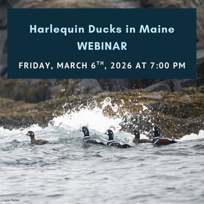 Harlequin%20Ducks%20in%20Maine%20Webinar.jpg